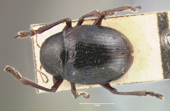 Media type: image; Entomology 9795   Aspect: habitus dorsal view